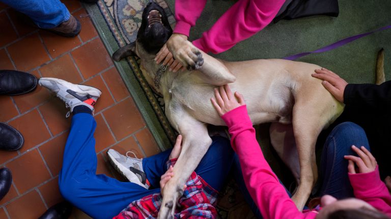 Westminster Kennel Club Dog Show brings top canines to NYC 159 A young mastiff plays with children stopping by for a visit during the 8th AKC Meet The Breeds portion of the Westminster Kennel Club dog show in Manhattan on Saturday, Feb. 11, 2017.