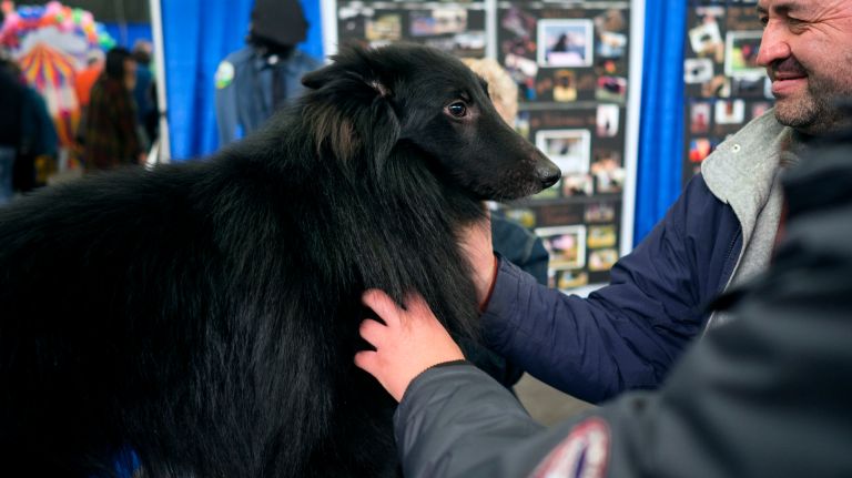 Westminster Kennel Club Dog Show brings top canines to NYC 164 A Belgian Sheepdog, a first-timer at the show, get s some affection from adoring fans during the eighth AKC Meet the Breeds day in New York Saturday, Feb. 11, 2017.