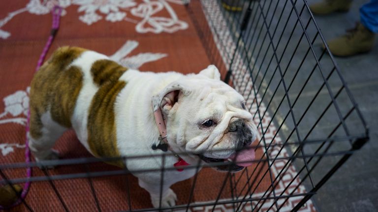 Westminster Kennel Club Dog Show brings top canines to NYC 165 A bulldog watches passers-by during the eighth AKC Meet the Breeds day in New York Saturday, Feb. 11, 2017.