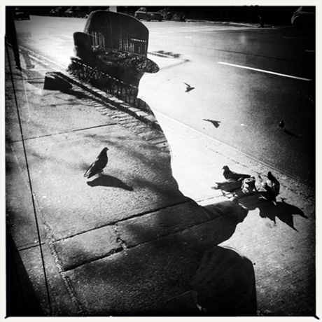 Overlapping images of man and pigeons created by reflection on New York's urban landscape. | Q. SAKAMAKI
