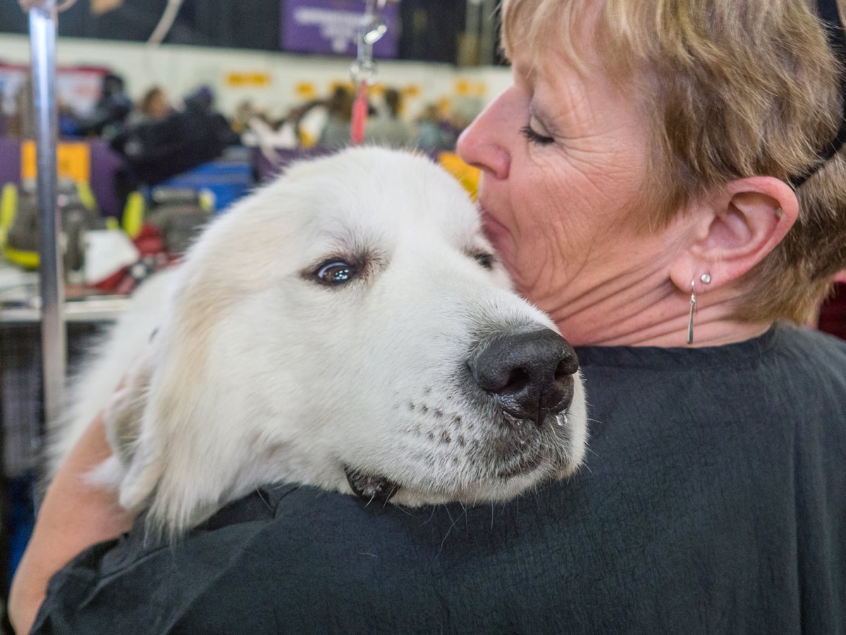 westminster-dogs-2017-03-02-v04,VIL,PRINT_WEB,WEB