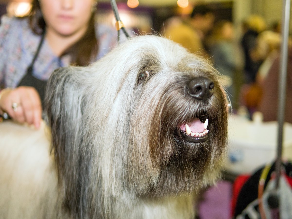 Scoopy’s Notebook, Week of March 2, 2017 4 westminster-dogs-2017-03-02-v05,VIL,PRINT_WEB,WEB