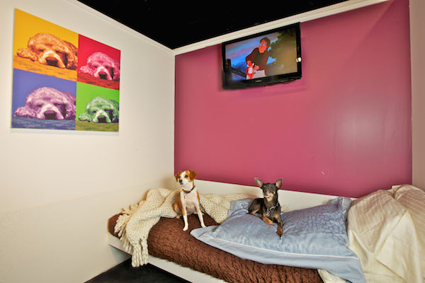 Tap Into the Unique Energy of Chelsea’s Small Businesses 2 D Pet Hotels Chelsea, at 104 W. 27th St., offers all the amenities of home. File photo courtesy D Pet Hotels Chelsea.