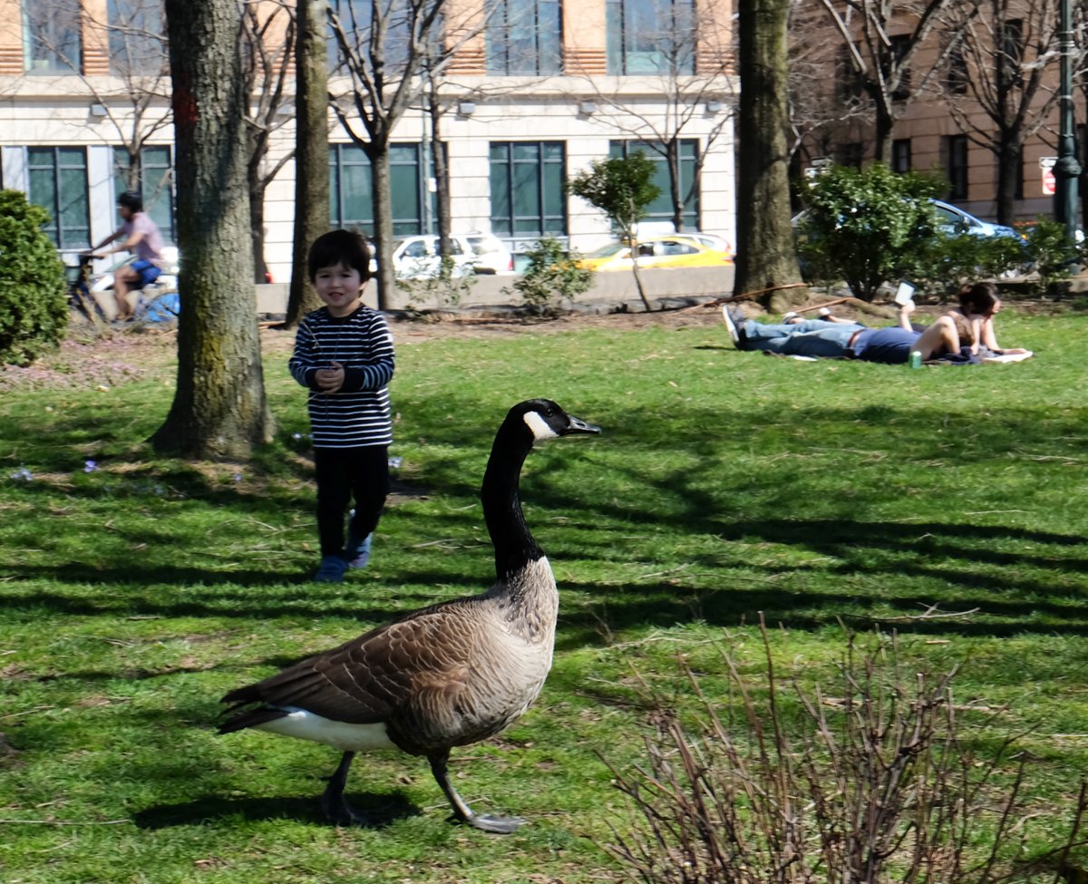 The sun finally came out last Sunday and brought everybody to the public areas and green spaces around the Village. In the Village section of Hudson River Park — some distance away from Soho’s Wooster St., where animal-rights activists have been protesting against the Canada Goose outerwear store for using coyote fur and goose down in its coats — a real, live goose, with all its feathers still intact, hovered and landed on a lawn. It waddled around and in between sunbathers, picnickers and dads throwing balls to their kids. After a couple of kids chased it, the fowl eventually took flight once again, and probably landed in another spot in the park to happily waddle about some more. Photo by Tequila Minsky