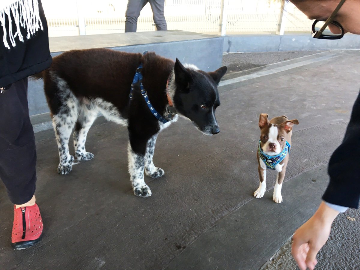 Photo by Janel Bladow Tonto scrutinizes 3-month old Effie at the Wall Street Dog Run, which has been turned into a doggie-doo mine field by negligent puppy parents.