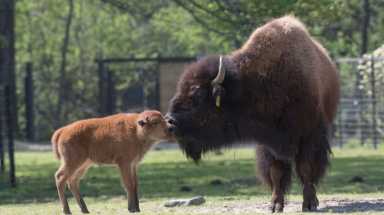 Bison babies romp at the Bronx Zoo