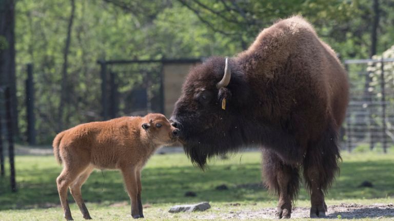 Bison babies romp at the Bronx Zoo
