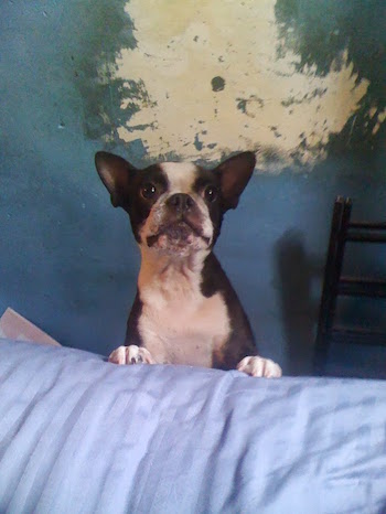 Bettie the Boston Terrier, 9, Was a Neighborhood Paper’s Best Friend 4