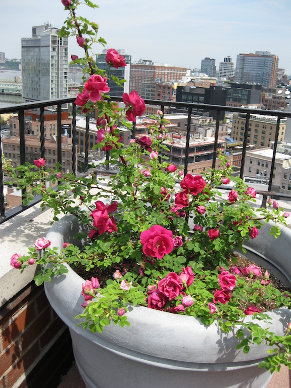 The Hudson: My rooftop garden’s ‘water feature’ 2