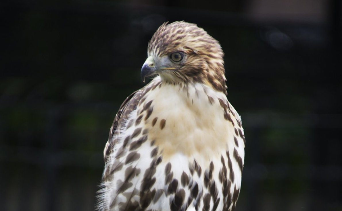 tompkins-square-hawks-2017-07-06-v02,VIL,PRINT_WEB,WEB