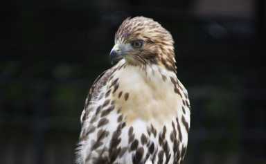tompkins-square-hawks-2017-07-06-v02,VIL,PRINT_WEB,WEB