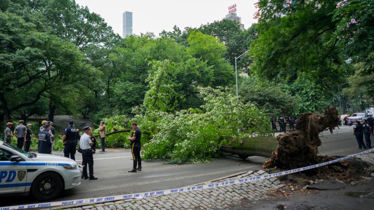 A Central Park tree fell across West Drive on Tuesday, Aug. 15, 2017. 