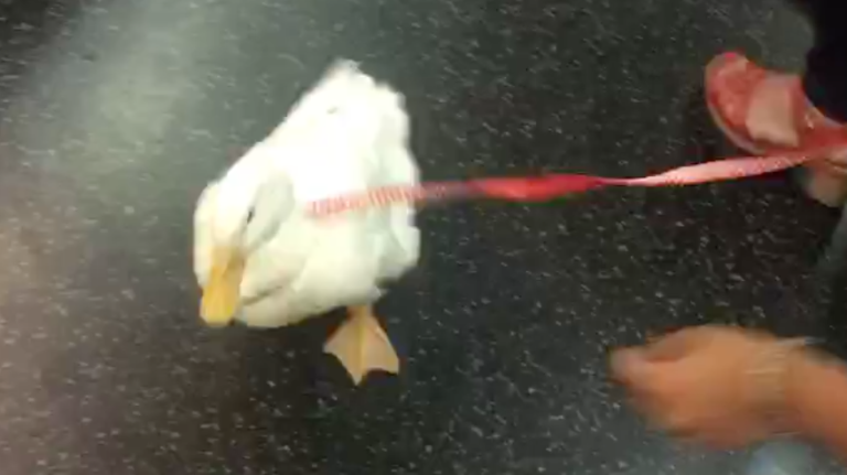 Duck on a leash rides the G train in Brooklyn