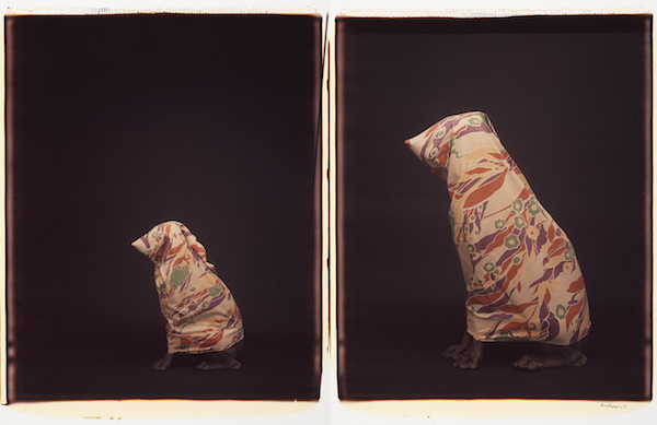 William Wegman: Old dogs, new show, visual tricks 4
