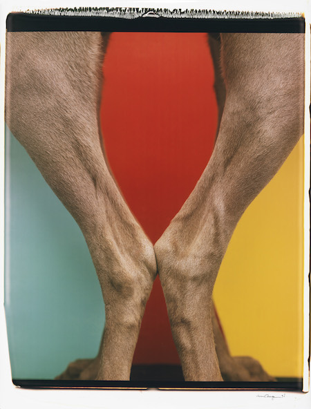 William Wegman: Old dogs, new show, visual tricks 3