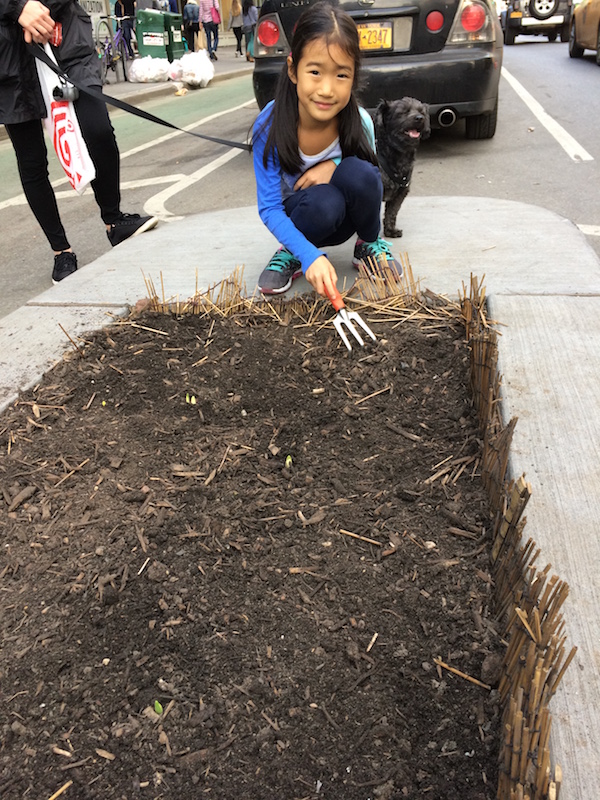 Mulch Ado About Sixth Avenue Micro-Gardens 5