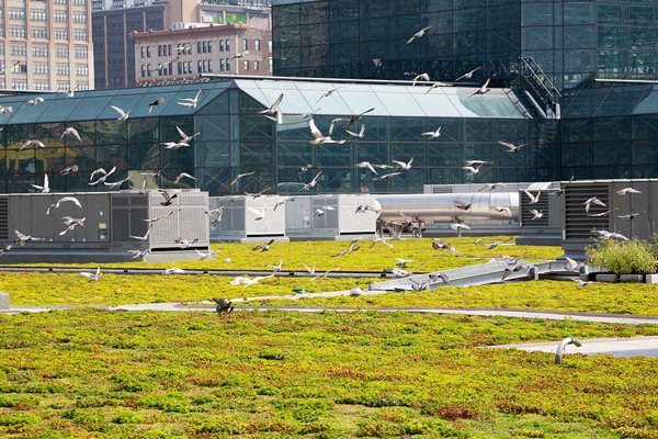 Atop Javits Center, The Habitat That Roof Built 2