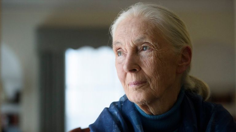   Dr. Jane Goodall, at her New York City home in the Roger Smith Hotel in midtown on Sept. 13, will be teaching an online MasterClass about conversation.