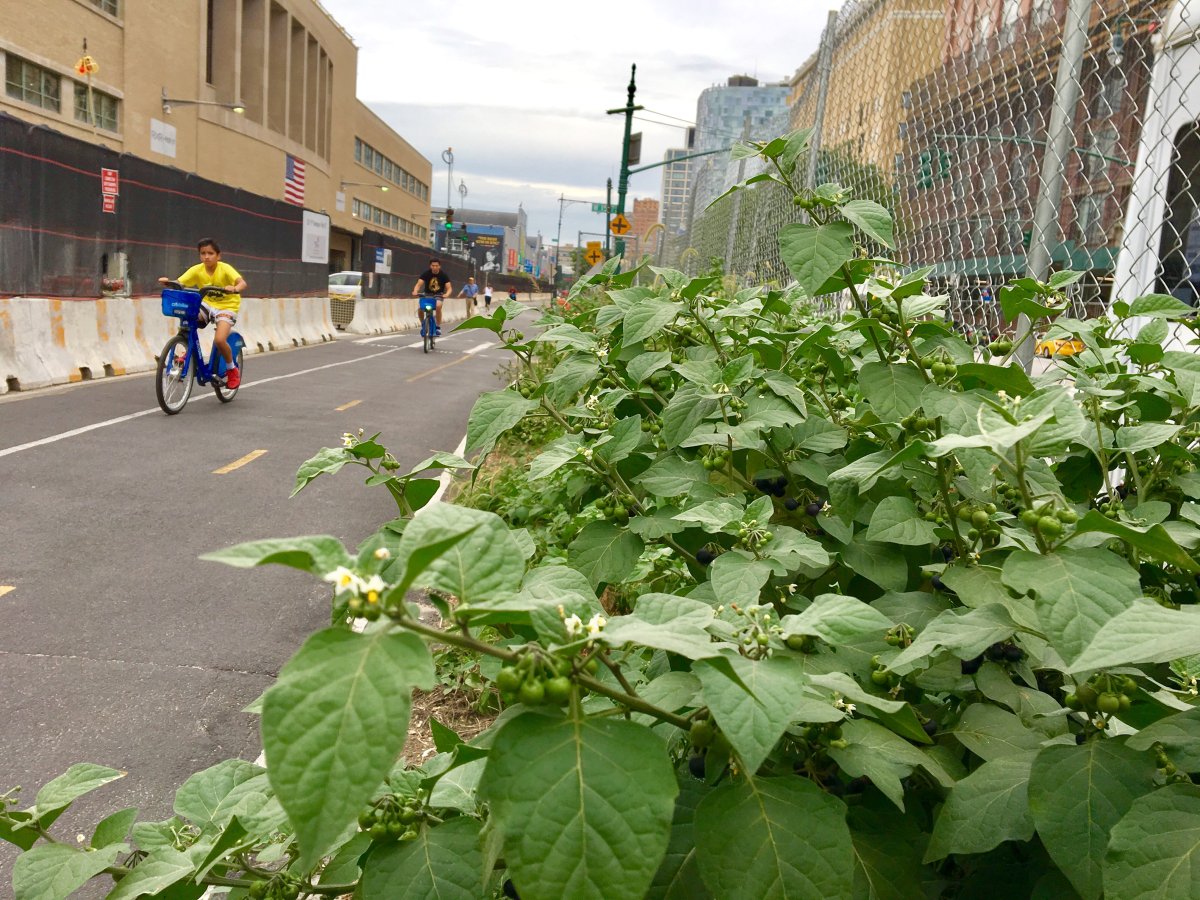 Risky ‘locomotion’: Deadly weeds line bike path 3