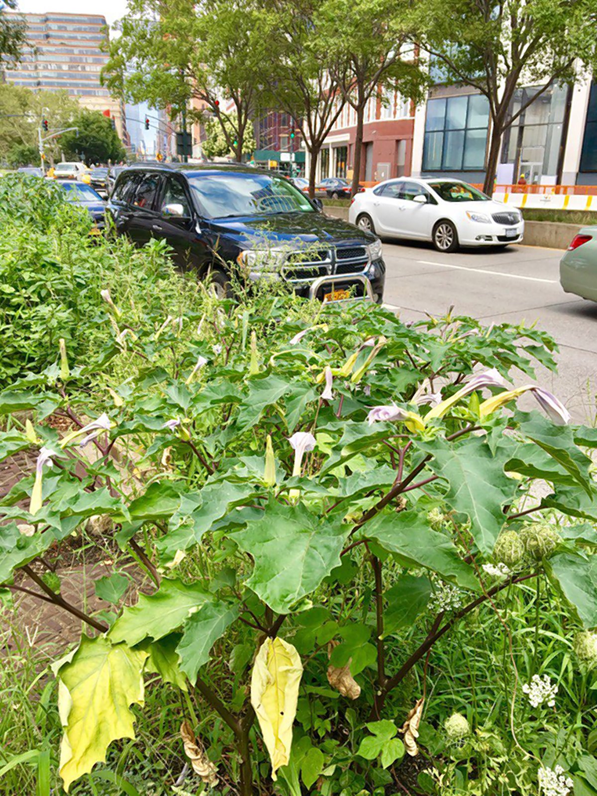 Risky ‘locomotion’: Deadly weeds line bike path 1