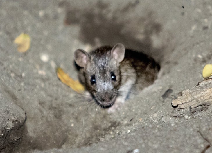 rats-rivera-2017-09-21-v,VIL,PRINT_WEB,WEB