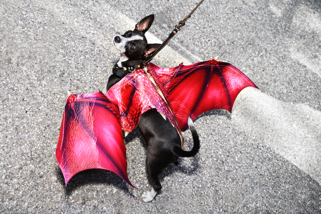 Fun on 4 and 2 legs at Tompkins Halloween Dog Parade 5