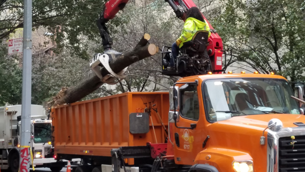 Timber! A Tree Crashes in Chelsea 3