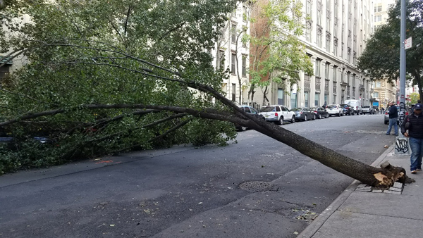 Timber! A Tree Crashes in Chelsea 1
