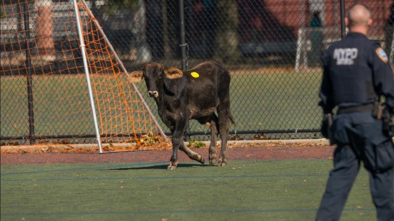 Loose calf runs to Prospect Park, police say 2 A calf on the loose in Brooklyn on Tuesday, Oct. 17, 2017, was finally captured in Prospect Park, police said.
