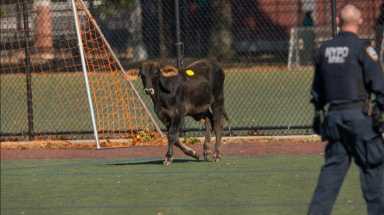 calf on the loose /hj