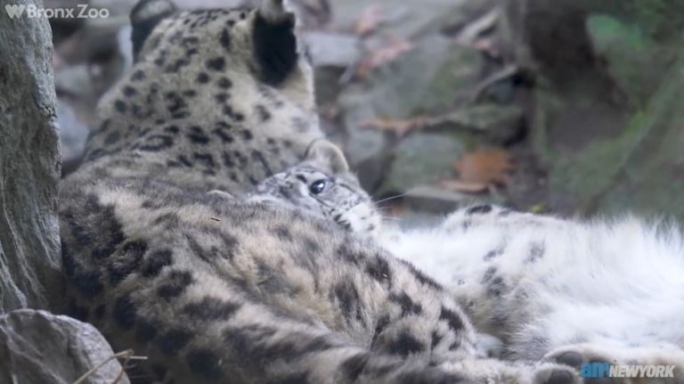 Snow leopard cub makes Bronx Zoo debut