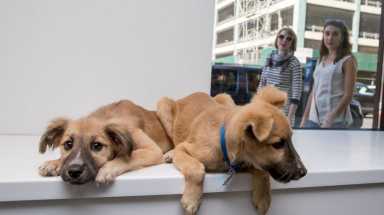AMNWDOGS1023_WEB