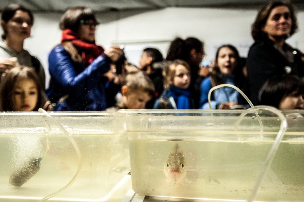 Pier 40 fish release makes a splash 5