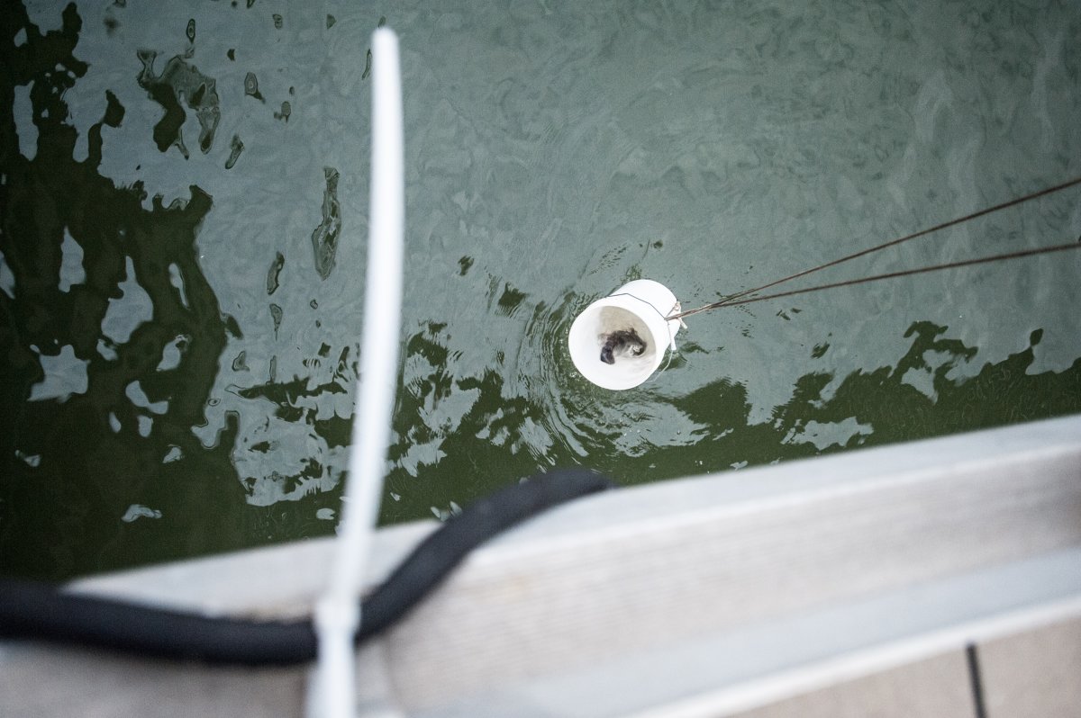 Pier 40 fish release makes a splash 4
