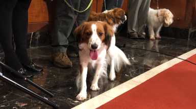 American Kennel Club adds two new breeds