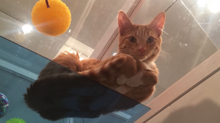 cat pop-up