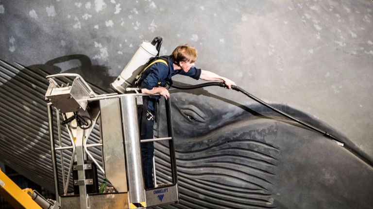 The American Museum of Natural History's blue whale got its yearly cleaning on Tuesday, April 24, 2018.