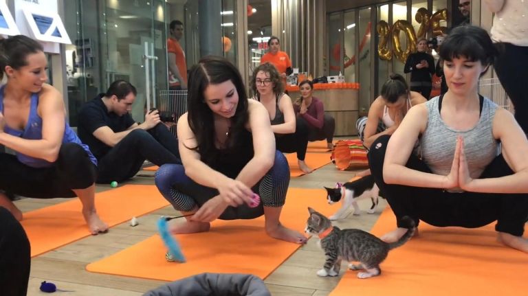 Yoga with kittens may not be relaxing but it’s cute