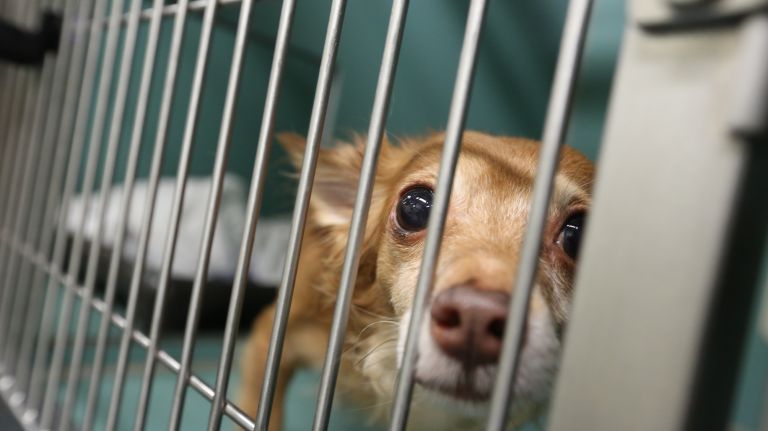 NYC animal shelters take in 300-plus dogs, cats and rabbits over Memorial Day weekend | amNewYork NYC animal shelters take in 300-plus dogs, cats and rabbits over Memorial Day weekend | amNewYork