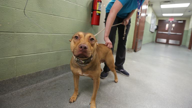 NYC animal shelters take in 300-plus dogs, cats and rabbits over Memorial Day weekend 3 Anna Banana arrived at the UWS Animal Care Center on May 28.