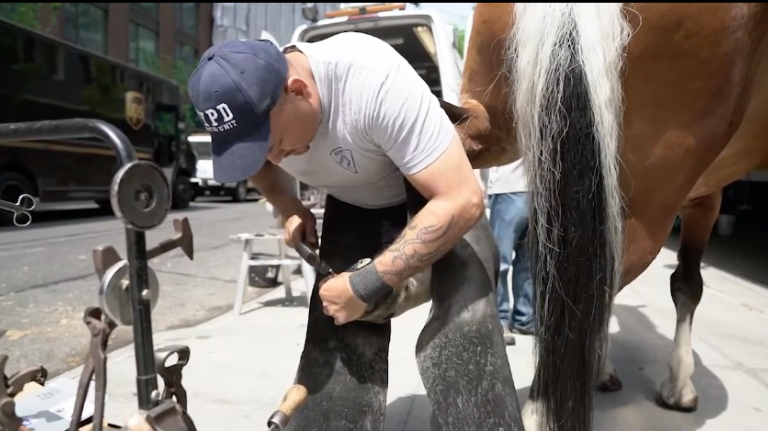 NYPD horseshoers have ‘greatest responsibility’ of keeping horses happy and healthy