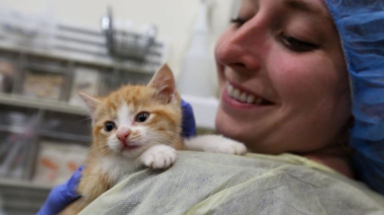 ASPCA Kitten Nursery takes care of tiny, four-legged patients