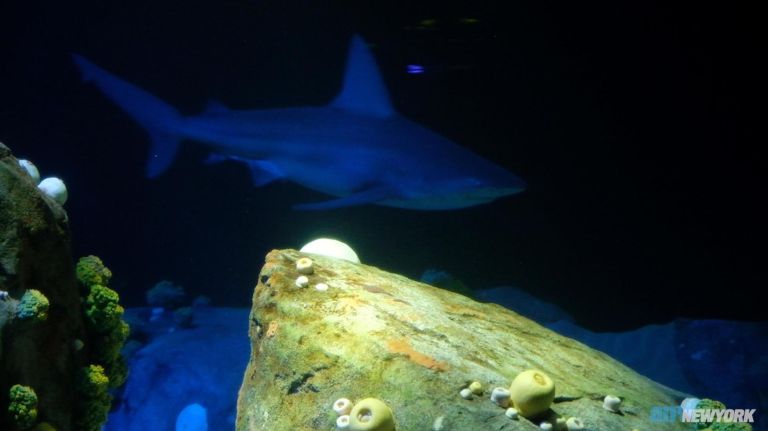 Tour of the revamped New York Aquarium
