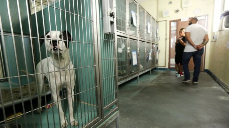 Nyc Animal Shelters To Give Incoming Dogs Anti Anxiety Medication