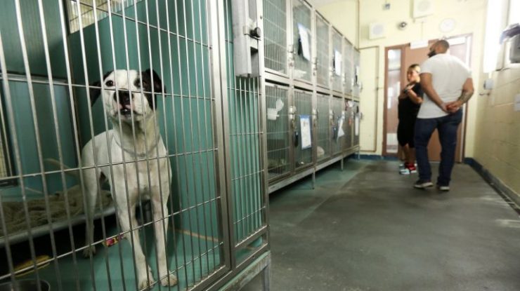 Adopt A Dog Nyc