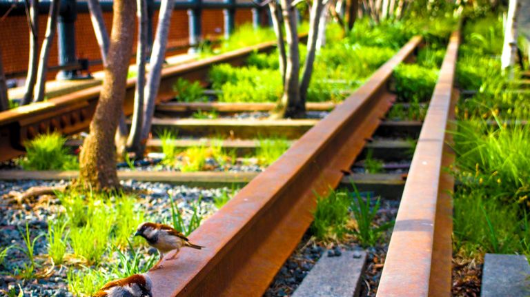 Wildlife may not be the first thing that comes to mind in this urban park, but the area along the Hudson River is a thruway for about 300 species of birds each year, and woodpeckers, finches and even a peregrine falcon have been spotted checking out the High Line. Look out in the spring and summer months for bees -- NYC has more than 200 species of them, and many enjoy the park's plentiful flowers.