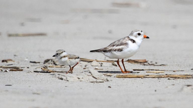 AMNWBIRD180705_WEB