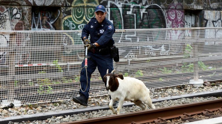 Two goats found roaming N train tracks in Brooklyn 2 Two goats got onto the N train tracks in Brooklyn Monday, the MTA said.