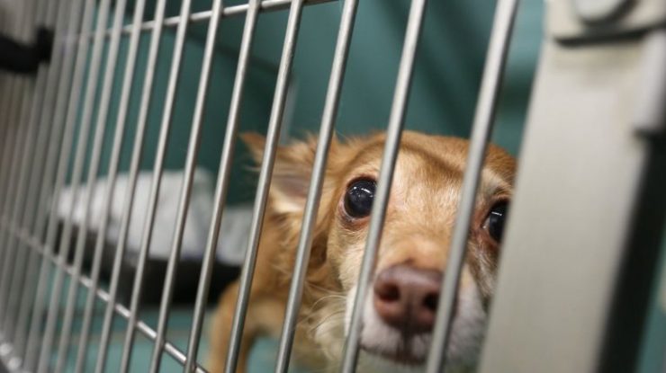 Clear The Shelters Offers Pet Adoptions At Reduced Waived Fees