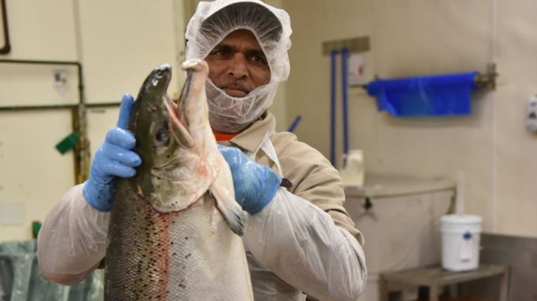 A worker lifts a giant Norwegian salmon that will be turned into smoked salmon.
